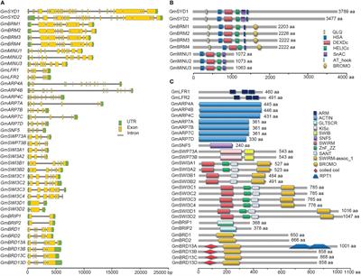 Genome-wide identification of genes encoding SWI/SNF components in soybean and the functional characterization of GmLFR1 in drought-stressed plants